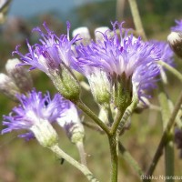 Gymnanthemum